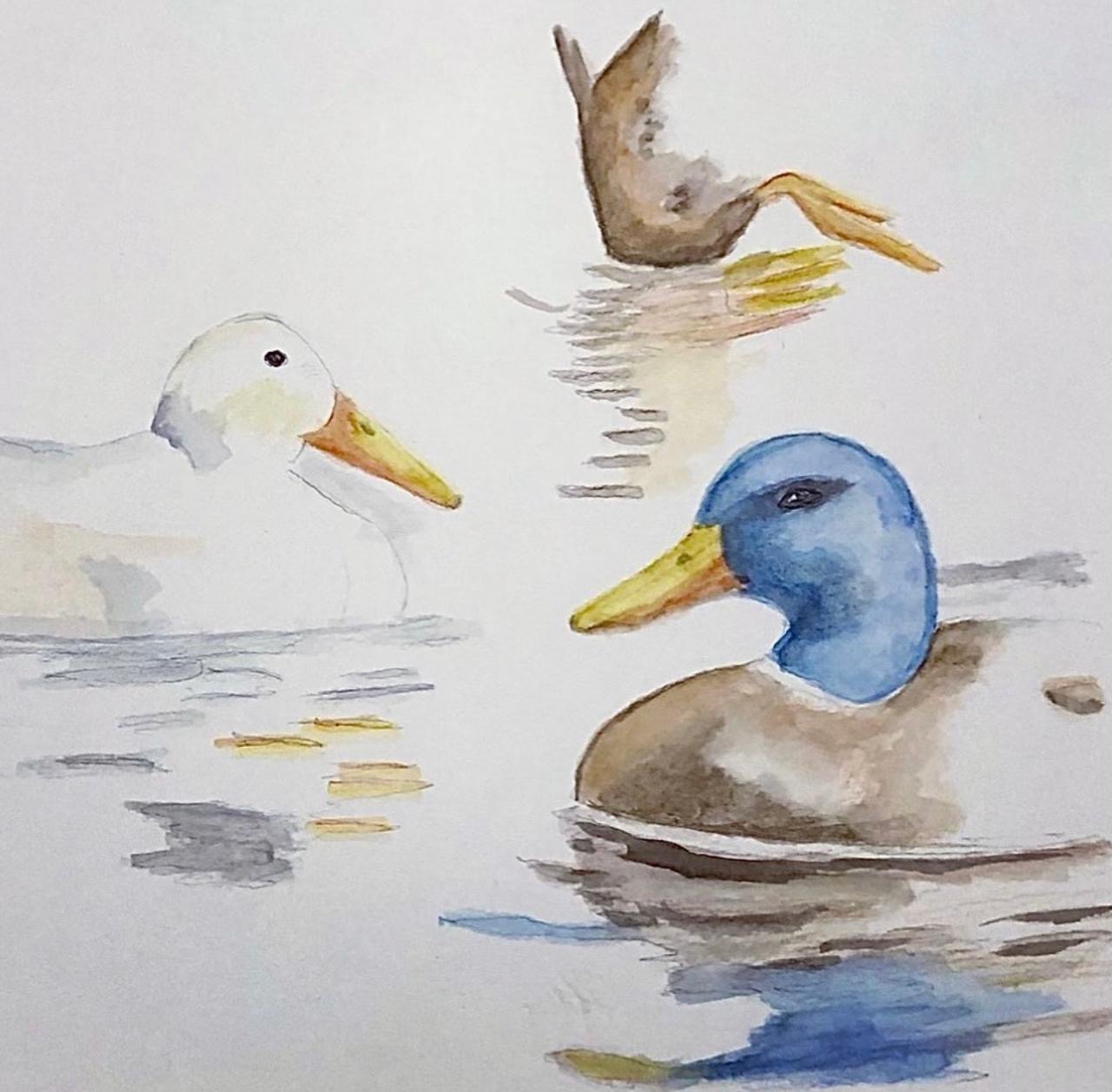 Patos no Lago